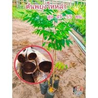ราคา ต้นพยุงไหหลำ กล้าพยุงไหหลำ พยุงไหหลำ ไม้ฮวงหัวลี่ สูง35-55 ซม. สินค้าเสียหายยินดีเคลมฟรี (22555715448)