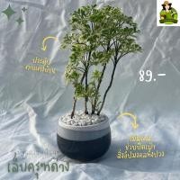 ราคา เล็บครุฑด่างเล็บครุฑด่างทรงสูงไม้มงคลต้นไม้เสริมสิริมงคล (16288858241)