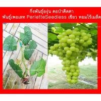 ราคา กิ่งพันธุ์องุ่น เพอเรท Perlette seedless ผลกลม เขียว หอมหวาน ไร้เมล็ด กดสั่งขั้นต่ำ 2 กิ่ง มีคำแนะนำการปลูก (13534290153)