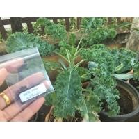 ราคา เคล Kale คะน้าใบหยิก (ชุดละ400เมล็ด) (8504213325)