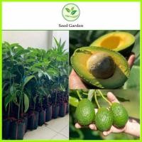 ราคา [ปลูกจากเมล็ด] ต้นกล้าอะโวคาโดพันธุ์ Hass พันธุ์แท้ สูง 60-80ซม. เนื้อสีเหลืองครีม เมล็ดเล็ก แยกง่าย ผลผลิตดี (23960567342)