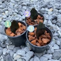 ราคา กวักมรกตดำพร้อมกระถาง พร้อมส่ง (8761465122)