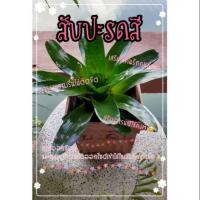 ราคา ต้นสับปะรดสี Bromeliad แยกหัว (ไม่รวมกระถาง) (4242938069)