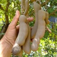 ราคา #ต้นมะขามยักษ์ รสชาดเปรี้ยวจิ๊ดจ๊าดสะใจ (7038947040)