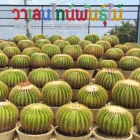 ราคา ถังทอง Echinocactus Grusonii ขนาด29-30ซม (25175722205)