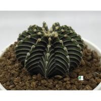 ราคา แคคตัส LB2178 แท้ ไม้เมล็ด Gymnocalycium mihanovichii LB2178 ‘Agua Dulce’ (01) (9776834149)