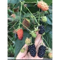 ราคา ต้นแบล็คเบอรี่ติดดอกผล blackberry Prime Ark 45 (7829180985)