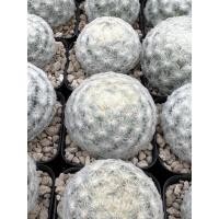 ราคา แมมขนนกขาว Mammillaria Plumosa (20149327076)