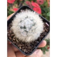 ราคา แมมขนแกะMammillaria bocasana v.multilanata (8074082232)