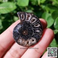 ราคา ฟอสซิลแอมโมไนต์สีดำ Black Ammonite (12147042133)