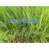 ราคา ท่อนพันธุ์ หญ้าแพงโกล่า สำหรับปลูกเลี้ยงสัตว์ บรรจุ 5 กิโลกรัม (25814885175)