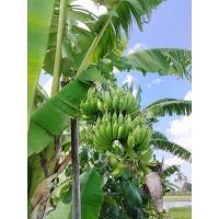 ราคา หน่อกล้วยสาวกระทืบหอ เนื้อฟู กลิ่นหอมเป็นเอกลักษณ์ในตัว หน่อขุดสด พร้อมลงปลูก (25314459735)