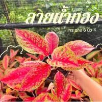 ราคา ต้นลายน้ำทอง อโกลนีมา ต้นไม้มงคล กระถาง 6 นิ้ว (26862878682)