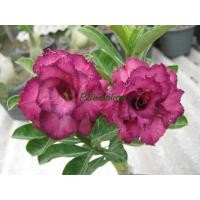 ราคา ต้นชวนชม กุหลาบม่วง ดอกซ้อนสีม่วง กุหลาบทะเลทราย (15285362303)