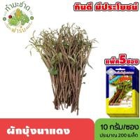 ราคา [แพ็ค 5 ซอง] 3A เมล็ดพันธุ์ ผักบุ้งนาแดง ขนาดซองละ10กรัม ประมาณ 200เมล็ด/ซอง RED KANG KONG ผักบุ้งแดง ผักบุ้งนา เมล็ด (29005347210)