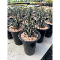 ราคา #ม้าลายด่าง​ ตะกูลฮาโวเทีย​ หรือไม้อวบน้ำ ไม้อวบน้ำ ฮาโวเทีย #ม้าลายญี่ปุ่น (Haworthia fasciata , Zebra Haworthia) (23075910292)