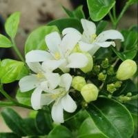 ราคา แก้วพวงมณีแคระ กระถาง 6 นิ้ว และ 8 นิ้ว ไม้แดด (27664663691)