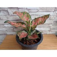 ราคา อโกลนีมา อัญมณีแดง Aglaonema sp. ‘Anyamanidaeng’ (13117735898)