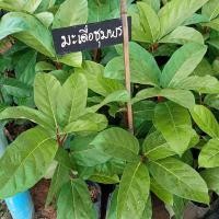 ราคา ต้นมะเดื่อชุมพรพร้อมปลูก (11952595700)