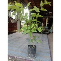 ราคา ต้นตอผักติ้วยอดขาวปักชำ (10254772252)