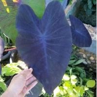 ราคา แบล็คเมจิก/บอนดำแบล็คเมจิก​ /Colocasia​ Black​magic​ ​จัดส่งทั้งกระถาง (10353981801)