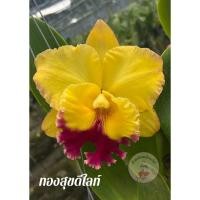 ราคา กล้วยไม้แคทลียา ทองสุขดีไลท์ กล้วยไม้ ต้นพร้อมให้ดอก แคทลียา ส่งตรงจากสวน มีเก็บเงินปลายทาง พร้อมส่ง (20886640189)