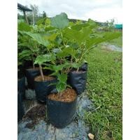 ราคา ต้นหม่อนหรือมัลเบอร์รี่ (3157347914)