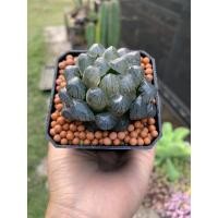 ราคา ไม้อวบน้ำฮาโวเทียหยดน้ำจัดส่งทั้งกระถาง (9314161834)