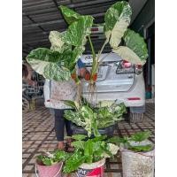 ราคา บอนกระดาษด่างยักษ์ บอนกระดาษด่าง Alocasia macrorrhizos (18880790559)