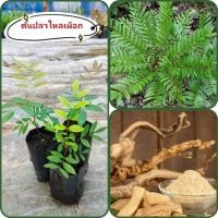 ราคา ต้นพันธุ์ปลาไหลเผือก ต้นปลาไหลเผือก ต้นสมุนไพรไทย บำรุงร่างกาย (29309235859)