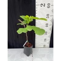 ราคา มะเดื่อฝรั่ง Fig พันธุ์ Cigar (23189663728)