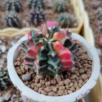 ราคา Gymnocalycium Mihanovichii Cactus (5737053290)