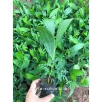 ราคา ต้นกระถินเทพา โตไว ขนาด20-30cm. เสียหายเคลมฟรี (12844717395)