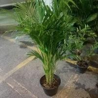 ราคา ต้นหมากเหลือง(yellow palm) (23583781807)