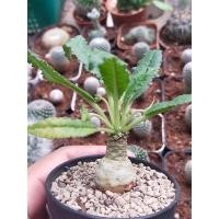 ราคา มะพร้าวทะเลทราย กระถาง 2 นิ้ว (13895196887)