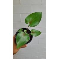 ราคา บอนสีนารีบูรพา กำลังกัดสี (12102494475)