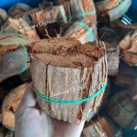 ราคา ตุ้มกาบมะพร้าว ตุ้มมะพร้าว(ชุดละ 6 ลูก ส่งฟรี‼️) กาบมะพร้าวชิ้น ลูกตุ้ม ลูกตุ้มมะพร้าว กาบปลูกกล้วยไม้ เครื่องปลูก (27962695938)