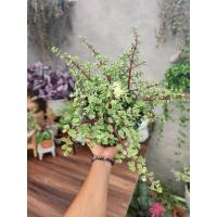 ราคา (1กระถาง) ต้น ปะการังสายรุ้ง ด่าง Portulacaria afra ต้นปะการังสายรุ้ง ปะการัง สายรุ้ง ด่าง ต้นปะการัง ทษณน (11496939177)