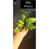 ราคา ต้นเฟิร์นข้าหลวง ต้นไม้มงคล (5457470510)