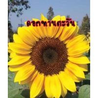 ราคา เมล็ดพันธุ์ ดอกทานตะวันดอกใหญ่ ดอกทานตะวัน ทานตะวัน 1 กิโลกรัม✅ราคาถูกปลูกง่าย ดอกสวยมาก (3363065410)