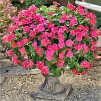 ราคา ปลา50เมล็ดพืชผสมเมล็ดบอนไซดอกไม้ที่สวยงามเมล็ดพันธุ์ดอกไม้ที่สวยงามสำหรับขายสวนดอกไม้พืชเมล็ดพันธุ์พืชที่มีชีวิตไม้กระถา (20230490576)