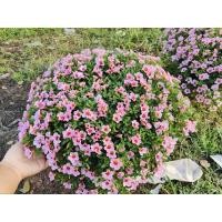 ราคา พิทูเนีย พิทูเนียหนู กระถางใหญ่ 8 นิ้ว ดอกไม้ คาริบราโคว์ (พิทูเนียจิ๋ว)​ (19515646426)