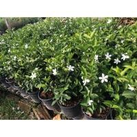 ราคา ต้นพุดพิชญา ไม้ประดับปลูกง่าย ออกดอกทั้งปี (2 ต้น/แพค) ราคา 140 บาท (6043128473)