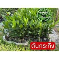 ราคา ต้นกระทิง ต้นสารภีทะเล ขนาด 20-30 เซน ‼️หากเสียหายเครมฟรี ไม่มีค่าใช้จ่าย‼️ (4491740822)