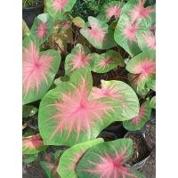 ราคา บอนสี’ช้างเผือกใบบัว’ขายแบบต้น (10732967558)