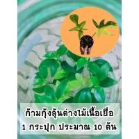 ราคา เนื้อเยื่อกระปุกต้นก้ามกุ้งแม่พันธ์ด่าง (Philodendron Florida Beauty) 1 กระปุก 10 ต้น (14700459366)
