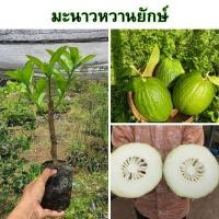 ราคา ต้นมะนาวหวานยักษ์ (กิ่งชำ) ปลูกได้กับทุกสภาพดิน ความสูงต้นประมาณ 35 ซม. (23675088103)
