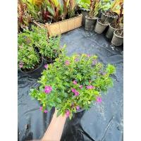 ราคา ต้นหลิวไต้หวัน ดอกสีม่วง กระถาง6นิ้ว (25908760829)