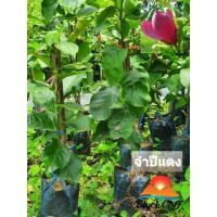 ราคา ต้นจำปีแดง จำปีแดง สวนเขาหมาก ไม้หอม ดอกหอม ไม้มงคล ต้นไม้ เมล็ดพันธ์ พันธุ์ไม้หายาก ไม้ประดับ ไม้ดอก (6957194690)