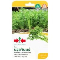 ราคา เมล็ดพันธุ์ขึ้นฉ่าย นวลจันทร์ (27106924847)